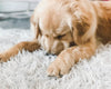 Faux Fur Orthopedic Dog Bed